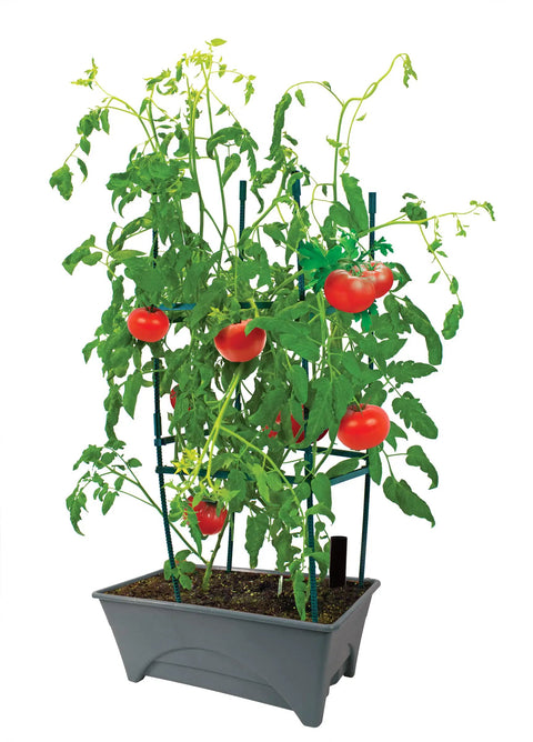Start Pickin Raised Bed Grow Box With Self Watering And Enhanced Aeration Mobile Starter Box For Small Herb Gardens with tomatoes