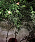 Pomegranate tree with fruit illuminated at night showing visibility with 30 Pack Mini LED COB Flashlights Assorted Colors With Batteries Included Pocket Size EDC Light High CRI 90 Plus Soft Clear Illumination Five COB Bulbs 30 Lumens 5 Meter Range Perfect for Car Glove Box.