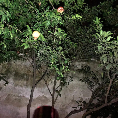Pomegranate tree with fruit illuminated at night showing visibility with 30 Pack Mini LED COB Flashlights Assorted Colors With Batteries Included Pocket Size EDC Light High CRI 90 Plus Soft Clear Illumination Five COB Bulbs 30 Lumens 5 Meter Range Perfect for Car Glove Box.
