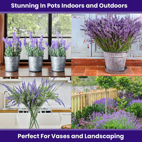 english lavender plant indoors English Lavender Seeds For Indoor & Outdoor Planting π±