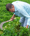 Man using Long Handled Weeding Tool With Semi Circular Steel Blade For Lawn Garden And Farm Clearing Manual Mowing Tool