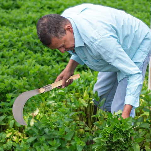 Man using Long Handled Weeding Tool With Semi Circular Steel Blade For Lawn Garden And Farm Clearing Manual Mowing Tool