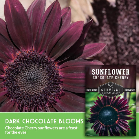 Exotic Chocolate Cherry Sunflower Seeds For Planting Large Burgundy Black Blooms 5 To 8 Inches On 6 To 7 Feet Giant Heirloom Sunflowers That Attract Bees And Pollinators Non GMO.