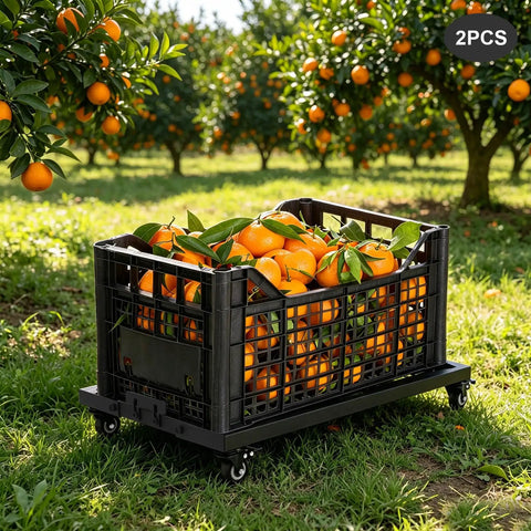 Heavy Duty Furniture Moving Dolly Set Two Pack with Adjustable Baffles and Hollow Center Frame for Irregular Bases, Four Locking Swivel Wheels, Ultra Sturdy Moving Cart for Sofas, Couches, Tables, Beds, and Appliances loaded with oranges in orchard