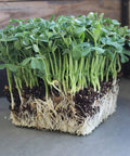 Speckled Pea Sprouting Seeds 5 Lbs High Germination Rate Organic Non GMO Green Pea Sprout Seeds For Home Gardens And Microgreens