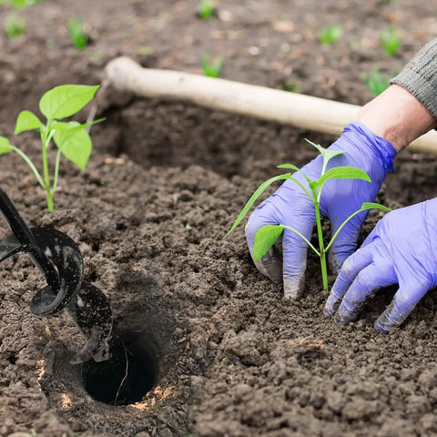 Heavy Duty Garden Auger Drill Bit For Planting 1.6 By 9 Inch Deep Holes In Bulbs And Bedding Plants Rapid Planter in use