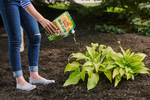 Person using Bug Geta Snail And Slug Killer 2 Slug Bait That Stays Effective After Rain For Up To 3 Weeks 6 Lb on garden mulch