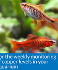 Two colorful fish swimming in a planted aquarium showcasing the importance of the Straight Up Legit Copper Test Kit For Aquariums.