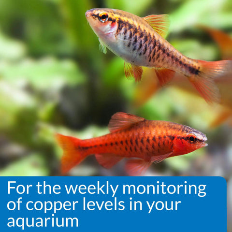 Two colorful fish swimming in a planted aquarium showcasing the importance of the Straight Up Legit Copper Test Kit For Aquariums.