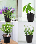 50 Pack 6 Inch Black Plastic Plant Nursery Pots With 50 Waterproof Labels Seed Starting Starter Pots For Seedlings And Home Gardeners