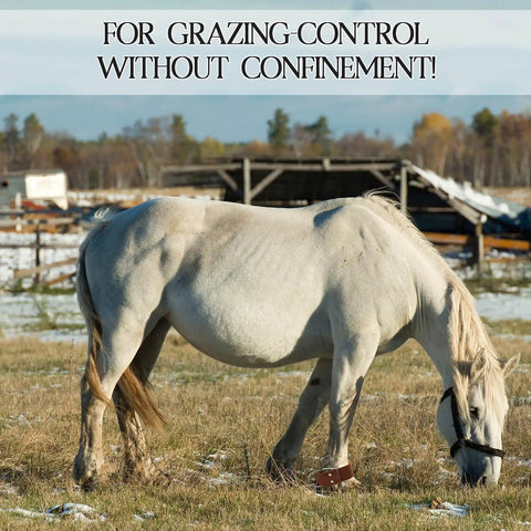 Horse wearing Two Pack Leather Horse Hobbles With Anti Kick Design Single Leg Hobble for secure grazing in open field