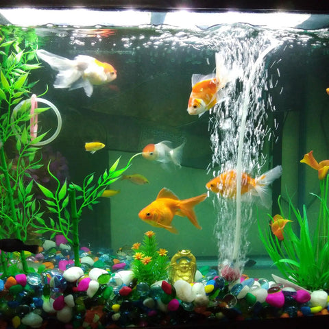 Colorful aquarium scene with goldfish, plants, and bubbles. Visible: Clear Silicone Tubing 6.6 Ft Long 1/4 Inch ID By 5/16 Inch OD High Temp Flexible Hose For Pumps Siphoning Draining Irrigation Brewing Aquarium Use Industrial Grade.