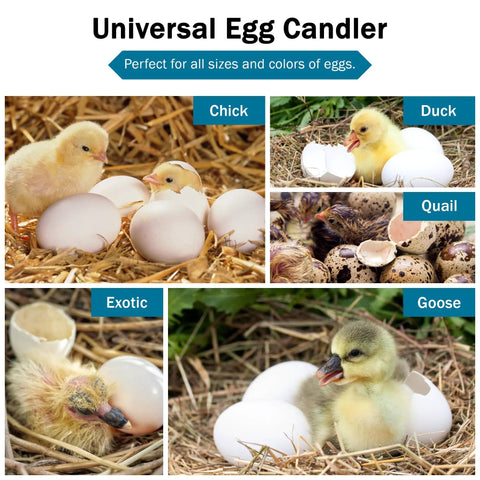 Image of various bird eggs and hatchlings including chick, duck, quail, exotic, and goose, labeled for egg candling suitability.