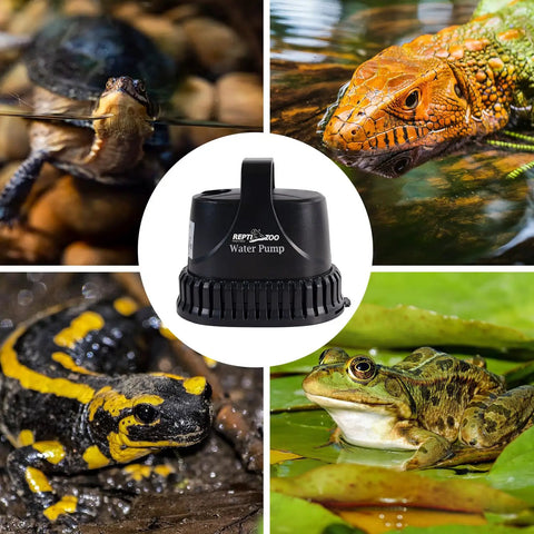 Low Water Level Drain Pump 243 GPH 26W Submersible with turtle, iguana, salamander, and frog in tanks.