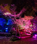 Colorful garden scene with Outdoor LED Flood Light 8000 LM RGB Color Change With Bluetooth Smart App Control illuminating trees.