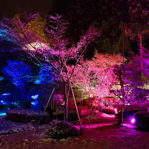 Colorful garden scene with Outdoor LED Flood Light 8000 LM RGB Color Change With Bluetooth Smart App Control illuminating trees.