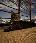 Cat lounging on a balcony at night with city lights in the background, surrounded by metal railings and a carpeted floor.