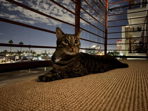 Cat lounging on a balcony at night with city lights in the background, surrounded by metal railings and a carpeted floor.