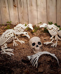 Six Inch Realistic Skeleton Skull Prop With Movable Jaw Made From All Weather Plastic Ideal For Halloween Decor in graveyard scene