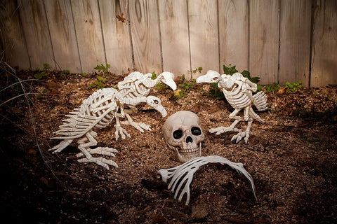 Six Inch Realistic Skeleton Skull Prop With Movable Jaw Made From All Weather Plastic Ideal For Halloween Decor in graveyard scene