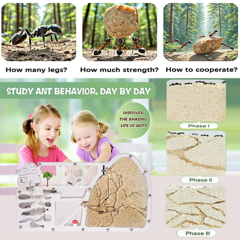 Large Viewing Ant Farm For Live Ants And Sand Habitat, showing children observing ant behavior and colony phases for educational learning.