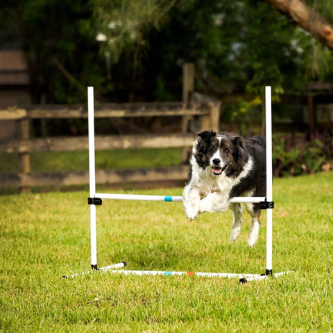 Dog agility jump bars set of four with adjustable heights and 36 inch wide spacing, in use by a dog outdoors
