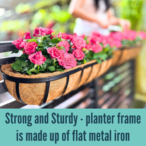 Four Pack Twenty Four Inch Black Metal Railing Planter Boxes With Natural Coco Fiber Liner And Heavy Duty Adjustable Clamps For Quick No Sweat Deck Fence Balcony Patio Garden with pink roses.