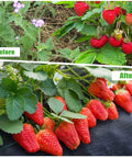 Before and after comparison of strawberries using Heavy Duty Weed Barrier Fabric 3x50 Ft Breathable 3.2 Oz Woven Polypropylene Garden Bed Cover Landscaping Mat Built To Last Weed Control For Driveways Beds And Underlayment Use, showing enhanced growth and health of strawberries on the mat.