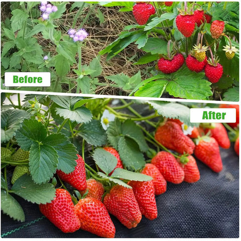 Before and after comparison of strawberries using Heavy Duty Weed Barrier Fabric 3x50 Ft Breathable 3.2 Oz Woven Polypropylene Garden Bed Cover Landscaping Mat Built To Last Weed Control For Driveways Beds And Underlayment Use, showing enhanced growth and health of strawberries on the mat.