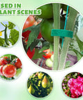 Various plants supported by Six Roll Green Plant Tape Set For Garden Support, Reusable Adjustable Twist Ties For Climbing Plants