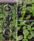 Close-up of seedlings in Three Pack Seed Starter Trays With Five Inch Humidity Domes, 144 Cells Total, Easy On Windowsills