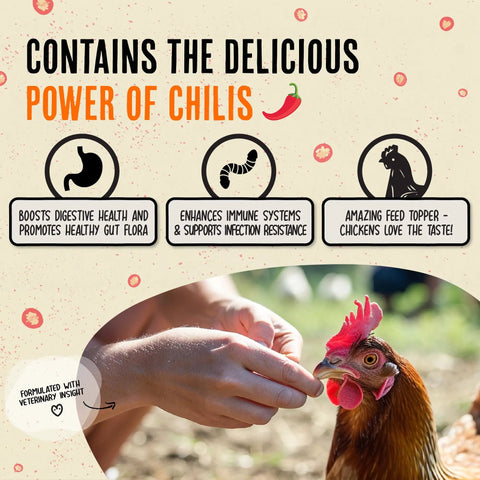 Hands feeding a chicken with Natural Chicken De-wormer Chili Mix for Healthy Flocks and Happy Eggs.