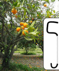 30 Pack Fruit Tree Limb Spreader With Hose Protection, 7-inch branch pullers shown next to fruit tree, product example.