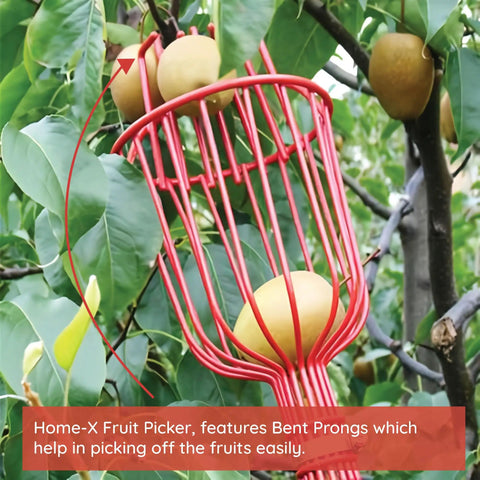 Fruit Picker Basket With Adjustable Knob For Juicy Apples From Trees in use, picking apples from a tree using red prongs.