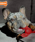 Lobster Shaped Power Chew Dog Toy For Pups And Small Dogs With Triple Chew Ends And Easy Grip Arch Durable For Aggressive Chewers Great For Chewing Teething And Mental Stimulation, red nylon chew toy in dog’s mouth