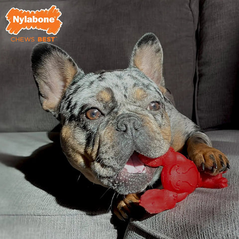 Lobster Shaped Power Chew Dog Toy For Pups And Small Dogs With Triple Chew Ends And Easy Grip Arch Durable For Aggressive Chewers Great For Chewing Teething And Mental Stimulation, red nylon chew toy in dog’s mouth