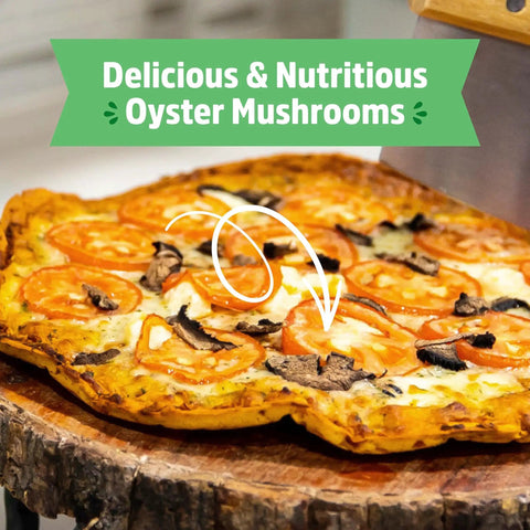 Pizza topped with tomatoes and oyster mushrooms from Organic Mini Mushroom Grow Kit For Gourmet Oyster Mushrooms In 10 Days