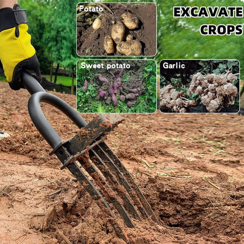 Heavy Duty Garden Fork With Five Diamond Point Tines, 45 Inch Long Hand Tiller digging soil with potatoes, sweet potatoes, and garlic.