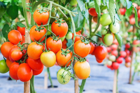 Tomatoes growing on vines with Pro Grade 5oz Landscape Fabric Weed Barrier Mat 3 Feet By 50 Feet Heavy Duty Ground Cover visible.