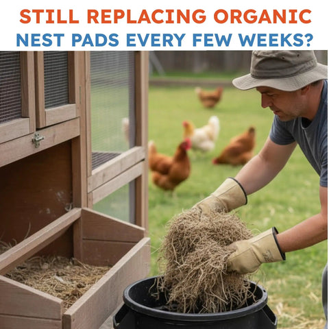Man replacing hay with Washable Chicken Nesting Pads For Laying Eggs Reusable Durable Nest Box Cushions For Chicken Coops