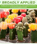 Clear 2 Inch Mini Plastic Plant Pots 200 Pack Seedling Starter Pots with Drainage Holes for indoor and outdoor use displayed with colorful cacti.