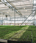 Interior view of a greenhouse with rows of young plants and overhead structural support beams.