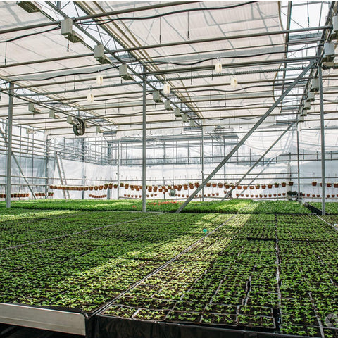 Interior view of a greenhouse with rows of young plants and overhead structural support beams.