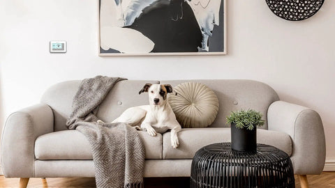 Living room with grey sofa, dog resting, art pieces, and 7 Day Flexible Programmable Thermostat With Extra Large Backlit Display White