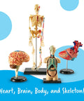 Hands On Anatomy Models Bundle Set With Heart Brain Skeleton And Body Parts for interactive learning display