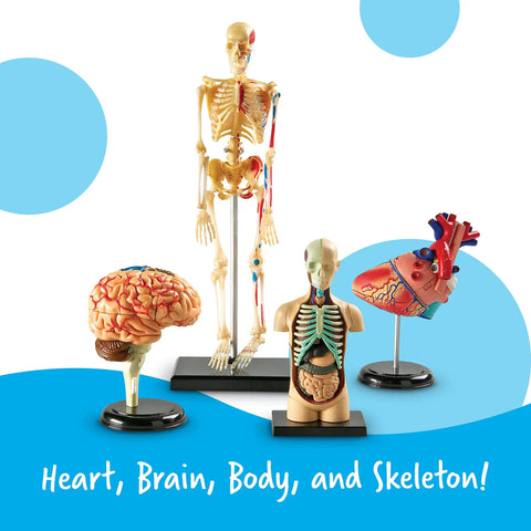 Hands On Anatomy Models Bundle Set With Heart Brain Skeleton And Body Parts for interactive learning display