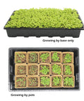 DIY Friendly All In One Seed Starter Kit With Biodegradable Square Peat Pots showing green sprouts in trays and pots