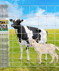 Heavy Duty Cattle Panels Built Tough For Garden Trellis And Farm Fence 4 Ft By 100 Ft Galvanized Welded Wire with cow and goat