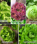 Heirloom Lettuce Seed Collection for Home Garden and Hydroponics - 10 Varieties Non-GMO including diverse lettuce types.