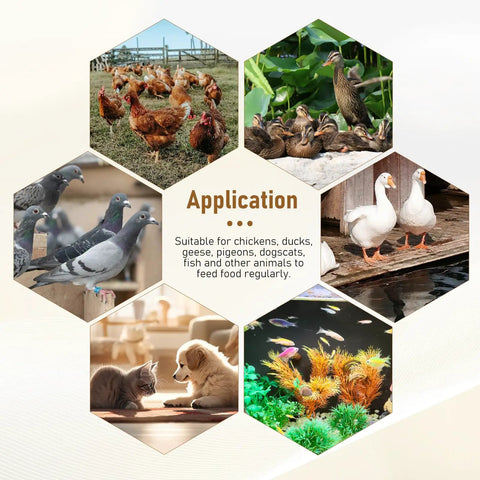 Auto Chicken Feeder With Timer And High Power Motor For Ducks, Geese, Poultry. Smart Gravity Bird Feeding System Works With Bucket For Easy Farm Use. Reliable Automatic Feeding Solution. Durable Design Keeps Feed Fresh. Perfect Backyard Coop Accessory